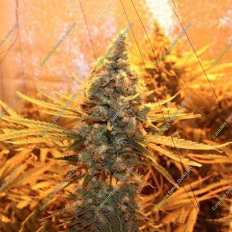 S.A.G.E Feminized Marijuana Strain by TH Seeds For Sale Online at Cannabis Seeds Outlet
