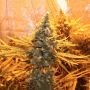 S.A.G.E Feminized Marijuana Strain by TH Seeds For Sale Online at Cannabis Seeds Outlet