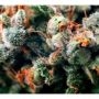 TH Seeds S.A.G.E Smoke Buds Weed Ganja Skunk Dope Pot Images Pics Nuggets