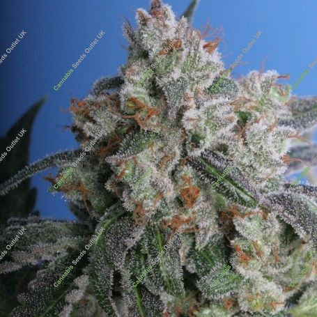 Burmese Kush Feminized Marijuana Strain by TH Seeds For Sale Online at Cannabis Seeds Outlet