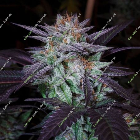 DarkStar Kush Regular Marijuana Strain by TH Seeds For Sale Online at Cannabis Seeds Outlet