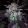 DarkStar Kush Regular Marijuana Strain by TH Seeds For Sale Online at Cannabis Seeds Outlet