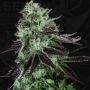 TH Seeds DarkStar Kush Smoke Buds Weed Ganja Skunk Dope Pot Images Pics Nuggets