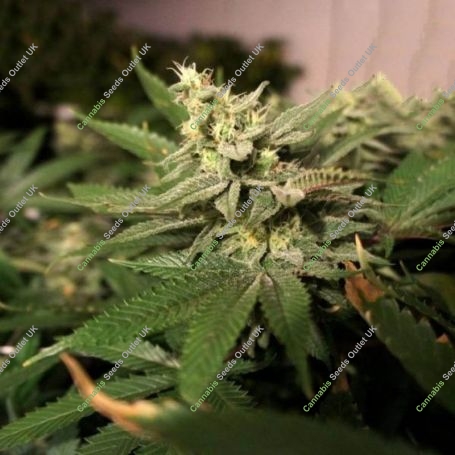 Mkage Feminized Marijuana Strain by TH Seeds For Sale Online at Cannabis Seeds Outlet