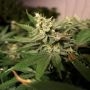 Mkage Feminized Marijuana Strain by TH Seeds For Sale Online at Cannabis Seeds Outlet