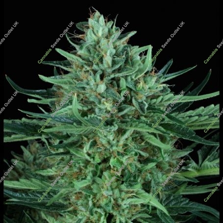 Cold Creek Kush Regular Marijuana Strain by TH Seeds For Sale Online at Cannabis Seeds Outlet