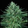 Cold Creek Kush Regular Marijuana Strain by TH Seeds For Sale Online at Cannabis Seeds Outlet