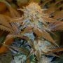 Critical Hog Feminized Marijuana Strain by TH Seeds For Sale Online at Cannabis Seeds Outlet