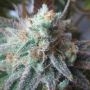 TH Seeds Critical Hog Smoke Buds Weed Ganja Skunk Dope Pot Images Pics Nuggets