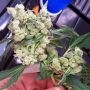 Akorn Feminized Marijuana Strain by TH Seeds For Sale Online at Cannabis Seeds Outlet