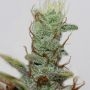 TH Seeds Akorn Smoke Buds Weed Ganja Skunk Dope Pot Images Pics Nuggets