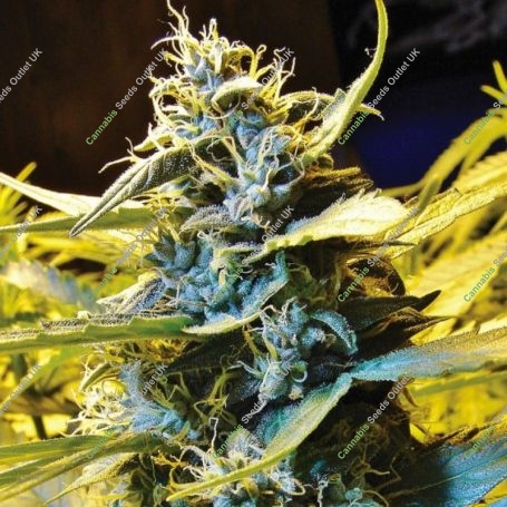 Northern Hog Automatic Feminized Marijuana Strain by TH Seeds For Sale Online at Cannabis Seeds Outlet