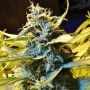 Northern Hog Automatic Feminized Marijuana Strain by TH Seeds For Sale Online at Cannabis Seeds Outlet