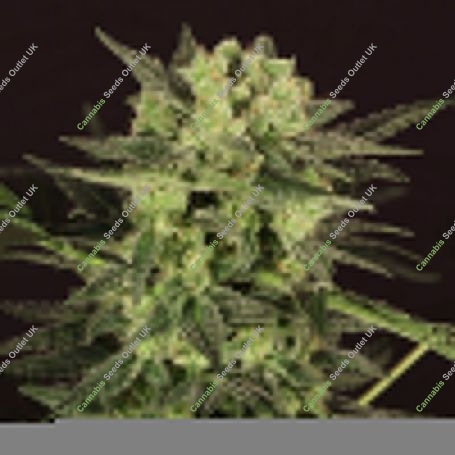 MK-Ultra Kush Auto Feminized Marijuana Strain by TH Seeds For Sale Online at Cannabis Seeds Outlet