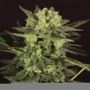 MK-Ultra Kush Auto Feminized Marijuana Strain by TH Seeds For Sale Online at Cannabis Seeds Outlet