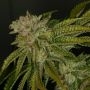 TH Seeds MK Ultra Kush Mind Control Box Set Smoke Buds Weed Ganja Skunk Dope Pot Images Pics Nuggets