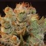 MK Ultra Kush Mind Control Box Set by TH Seeds THC Content Potency Strength CBD Height Yield Flowering Time Indica Sativa Geneti