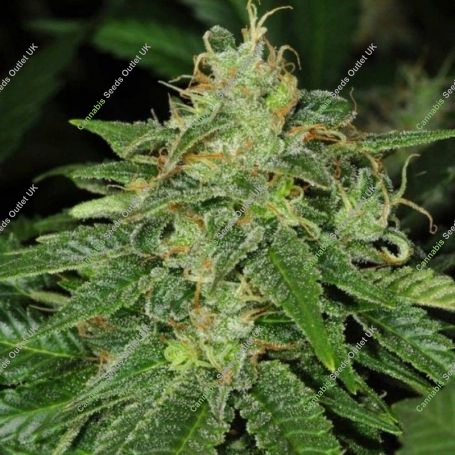 S.A.G.E. CBD Feminized Marijuana Strain by TH Seeds For Sale Online at Cannabis Seeds Outlet