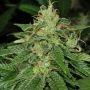 S.A.G.E. CBD Feminized Marijuana Strain by TH Seeds For Sale Online at Cannabis Seeds Outlet