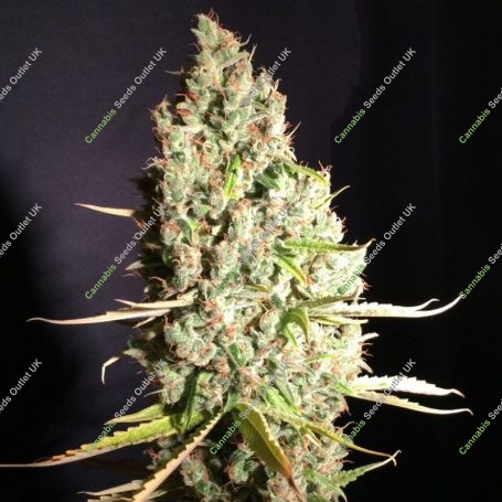 Chicle aka BubbleDawg Feminized Marijuana Strain by TH Seeds For Sale Online at Cannabis Seeds Outlet