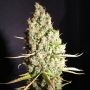 Chicle aka BubbleDawg Feminized Marijuana Strain by TH Seeds For Sale Online at Cannabis Seeds Outlet