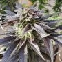 TH Seeds Chicle aka BubbleDawg Smoke Buds Weed Ganja Skunk Dope Pot Images Pics Nuggets