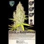 Chicle aka BubbleDawg Feminized by TH Seeds THC Content Potency Strength CBD Height Yield Flowering Time Indica Sativa Genetics