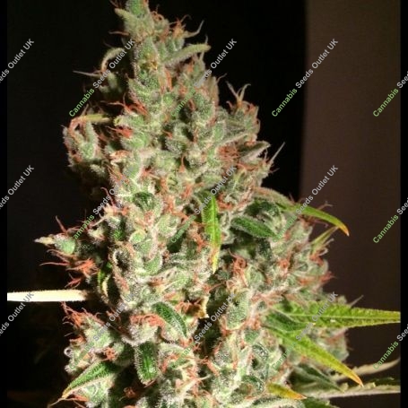 M.O.B Feminized Marijuana Strain by TH Seeds For Sale Online at Cannabis Seeds Outlet