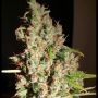 M.O.B Feminized Marijuana Strain by TH Seeds For Sale Online at Cannabis Seeds Outlet