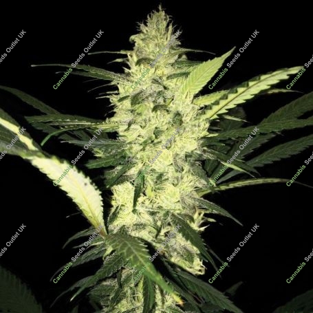 La S.A.G.E. Feminized Marijuana Strain by TH Seeds For Sale Online at Cannabis Seeds Outlet
