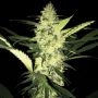 La S.A.G.E. Feminized Marijuana Strain by TH Seeds For Sale Online at Cannabis Seeds Outlet
