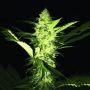 TH Seeds La S.A.G.E. Smoke Buds Weed Ganja Skunk Dope Pot Images Pics Nuggets