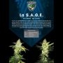 La S.A.G.E. Feminized by TH Seeds THC Content Potency Strength CBD Height Yield Flowering Time Indica Sativa Genetics