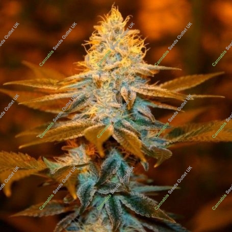 Strawberry Glue Feminized Marijuana Strain by TH Seeds For Sale Online at Cannabis Seeds Outlet