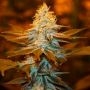 Strawberry Glue Feminized Marijuana Strain by TH Seeds For Sale Online at Cannabis Seeds Outlet