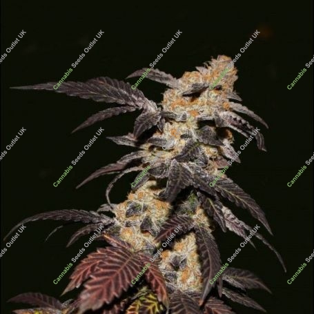 French Cookies Feminized Marijuana Strain by TH Seeds For Sale Online at Cannabis Seeds Outlet