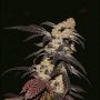 French Cookies Feminized Marijuana Strain by TH Seeds For Sale Online at Cannabis Seeds Outlet