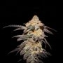 TH Seeds French Cookies Smoke Buds Weed Ganja Skunk Dope Pot Images Pics Nuggets