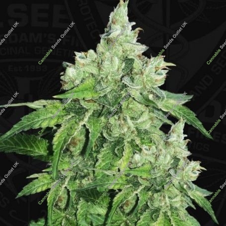 Citron Givre Feminized Marijuana Strain by TH Seeds For Sale Online at Cannabis Seeds Outlet
