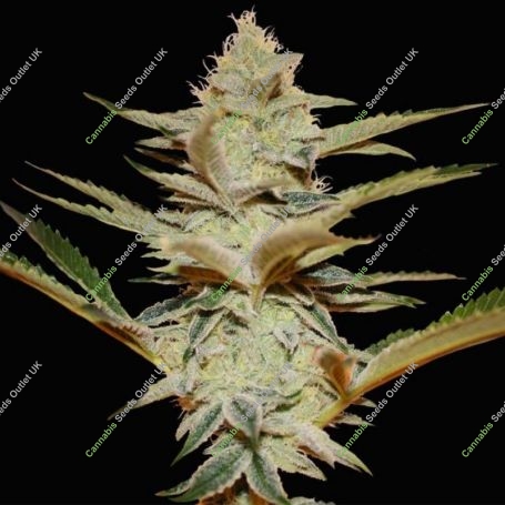 Stracciatella Feminized Marijuana Strain by TH Seeds For Sale Online at Cannabis Seeds Outlet