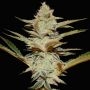 Stracciatella Feminized Marijuana Strain by TH Seeds For Sale Online at Cannabis Seeds Outlet