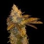 Stracciatella Feminized by TH Seeds THC Content Potency Strength CBD Height Yield Flowering Time Indica Sativa Genetics