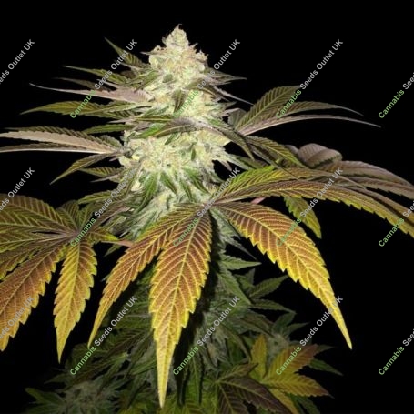 Orangesicle Feminized Marijuana Strain by TH Seeds For Sale Online at Cannabis Seeds Outlet