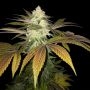 Orangesicle Feminized Marijuana Strain by TH Seeds For Sale Online at Cannabis Seeds Outlet