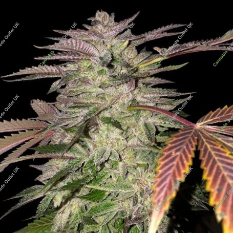 Gelato Cake Feminized Marijuana Strain by TH Seeds For Sale Online at Cannabis Seeds Outlet