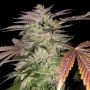 Gelato Cake Feminized Marijuana Strain by TH Seeds For Sale Online at Cannabis Seeds Outlet