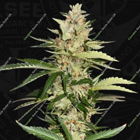Banana Candy Krush Feminized Marijuana Strain by TH Seeds For Sale Online at Cannabis Seeds Outlet