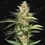 Banana Candy Krush Feminized Marijuana Strain by TH Seeds For Sale Online at Cannabis Seeds Outlet