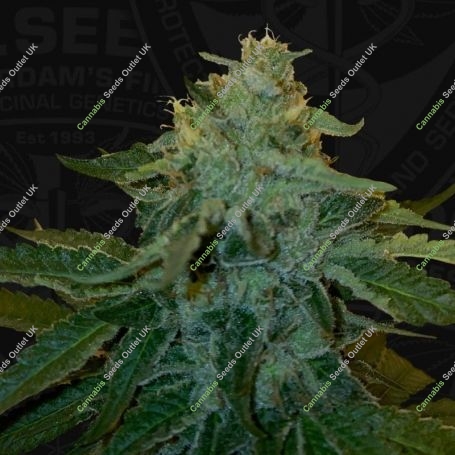 MelonSicle Feminized Marijuana Strain by TH Seeds For Sale Online at Cannabis Seeds Outlet