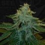 MelonSicle Feminized Marijuana Strain by TH Seeds For Sale Online at Cannabis Seeds Outlet